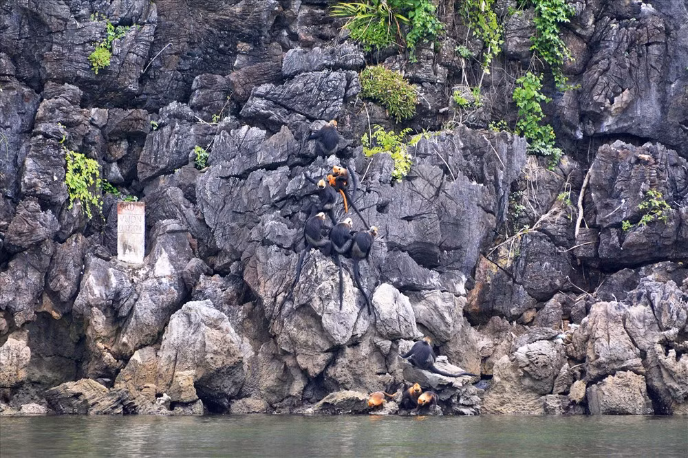 Du khách đi thuyền quanh những đảo đá vôi có thể gặp được loài Voọc quý hiếm này. Ảnh: Nguyễn Đức Thọ.