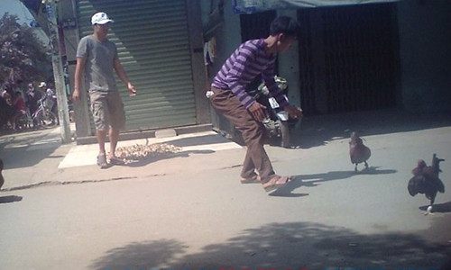 Hai chú gà sau khi phân thắng bại liền đuổi nhau ra đường lớn.