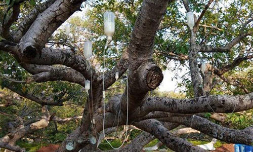 Cây đa đang được truyền dịch. Ảnh: Times of India.