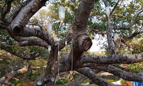 Cây đa đang được truyền dịch. Ảnh: Times of India.