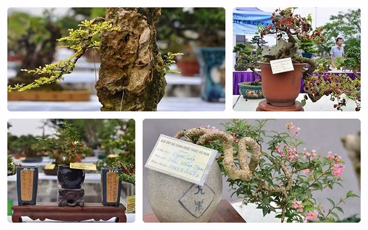 Dân chơi cây cảnh không tiếc tiền mua bonsai mini dù chỉ cao vài chục cm nhưng giá lên đến cả ngàn đô.
