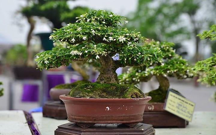 Giá của cây bonsai mai chiếu thủy này khoảng 150 triệu đồng. (Ảnh: Tiền Phong)