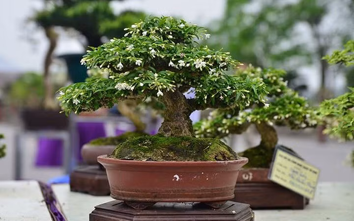 Giá của cây bonsai mai chiếu thủy này khoảng 150 triệu đồng. (Ảnh: Tiền Phong)