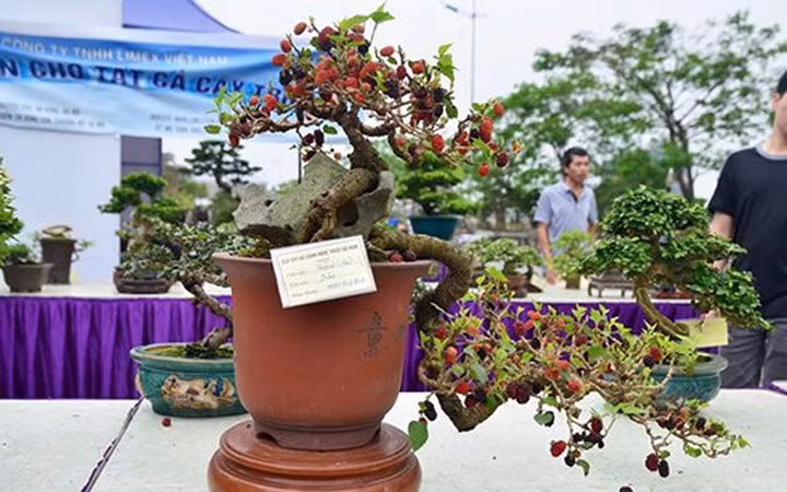 Dù kích thước bé nhỏ nhưng giá của những cây bonsai này lên tới hàng trăm triệu đồng. (Ảnh: Tiền Phong)