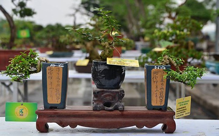 Đây là bộ ba mai chiếu thủy và tường vi. (Ảnh: Tiền Phong)