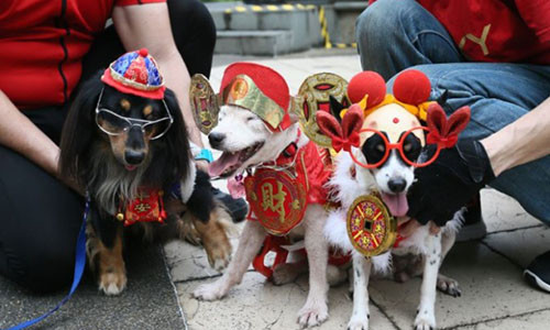 2018 theo âm lịch sẽ là năm Mậu Tuất. (Ảnh minh họa: Asia One)