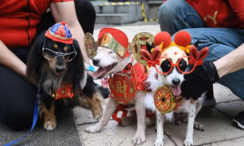 2018 theo âm lịch sẽ là năm Mậu Tuất. (Ảnh minh họa: Asia One)