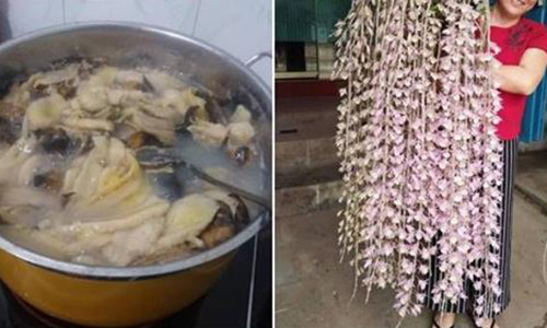 Bi quyet trong phong lan choi Tet dep ruc ro