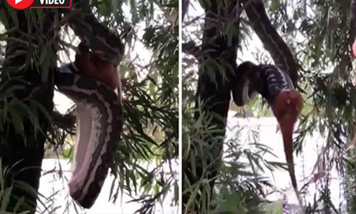 Con trăn treo ngược người trên cây để nuốt mồi.