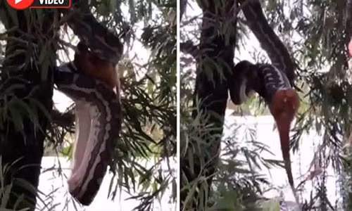 Con trăn treo ngược người trên cây để nuốt mồi.