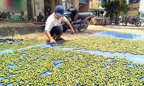 Thương lái hầu hết chỉ mua được ươi xanh thậm chí là quả ươi còn non.