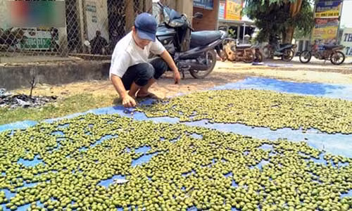 Thương lái hầu hết chỉ mua được ươi xanh thậm chí là quả ươi còn non.