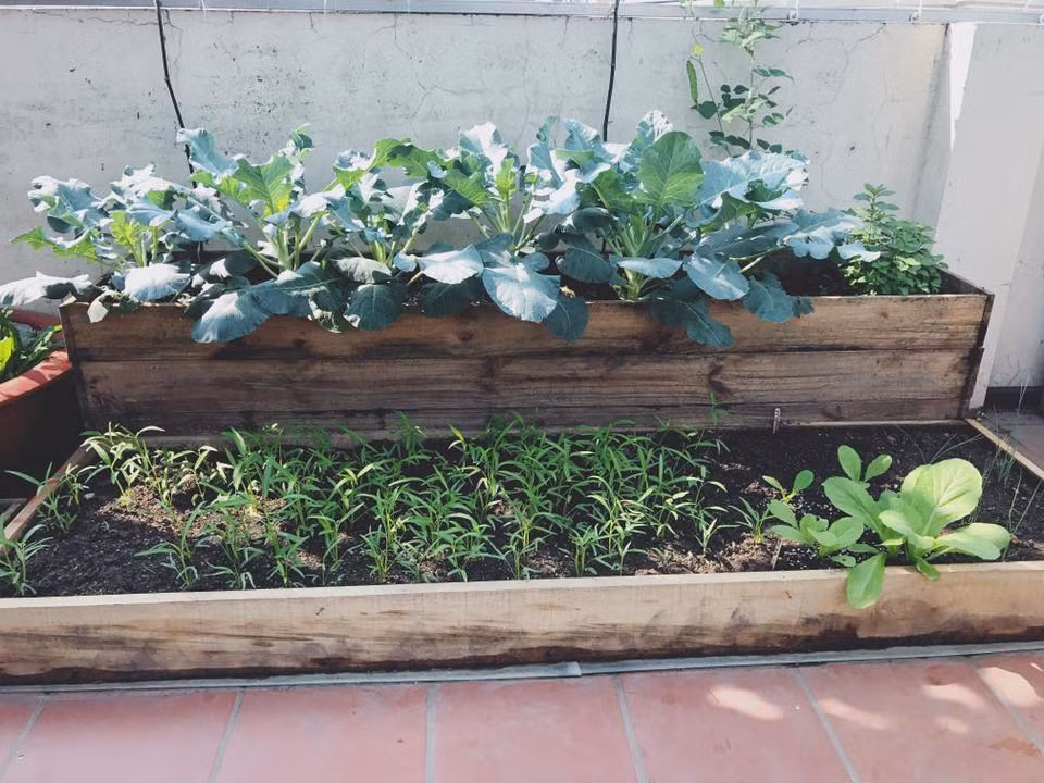 Khi được hỏi lý do vì sao trồng rau thùng gỗ, chị Ngọc cho biết :" Thùng gỗ thoát nước tốt, an toàn, sạch sẽ, rất thuận tiện cho việc chăm sóc rau nhưng có nhược điểm là độ bền kém. Cứ khoảng 3 năm không được gia cố thì phải thay thùng khác và chi phí cho chúng cũng tốn kém nếu đi mua còn tự làm được sẽ tiết kiệm hơn."