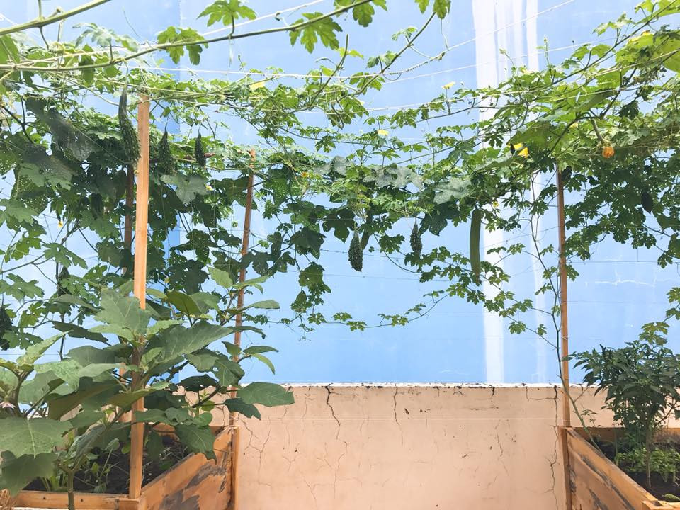 Bên cạnh cây và rau được trồng ở mặt sàn sân thượng, chị Ngọc còn thiết kế giàn bằng kẽm chắc chắn để trồng thêm các loại cây leo giàn như bầu, bí, mướp…