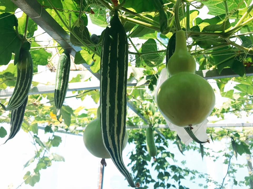 Sau một thời gian trồng rau, làm vườn trên cao, chị Ngọc chia sẻ kinh nghiệm làm đất vô cùng đơn giản và hiệu quả của mình. Ví dụ như dưa leo, mướp hương thì chị chọn đất thịt + chút trấu hun + phân trùn quế + chút xơ dừa. Còn với bầu, su hào, dưa leo, rau đay, bí siêu đọt, chị giữ tỉ lệ trên và loại bỏ trấu hun ra, thay bằng phân bò khô.