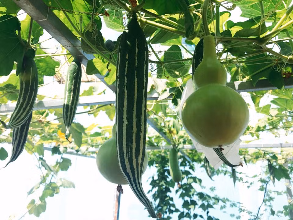 Sau một thời gian trồng rau, làm vườn trên cao, chị Ngọc chia sẻ kinh nghiệm làm đất vô cùng đơn giản và hiệu quả của mình. Ví dụ như dưa leo, mướp hương thì chị chọn đất thịt + chút trấu hun + phân trùn quế + chút xơ dừa. Còn với bầu, su hào, dưa leo, rau đay, bí siêu đọt, chị giữ tỉ lệ trên và loại bỏ trấu hun ra, thay bằng phân bò khô.