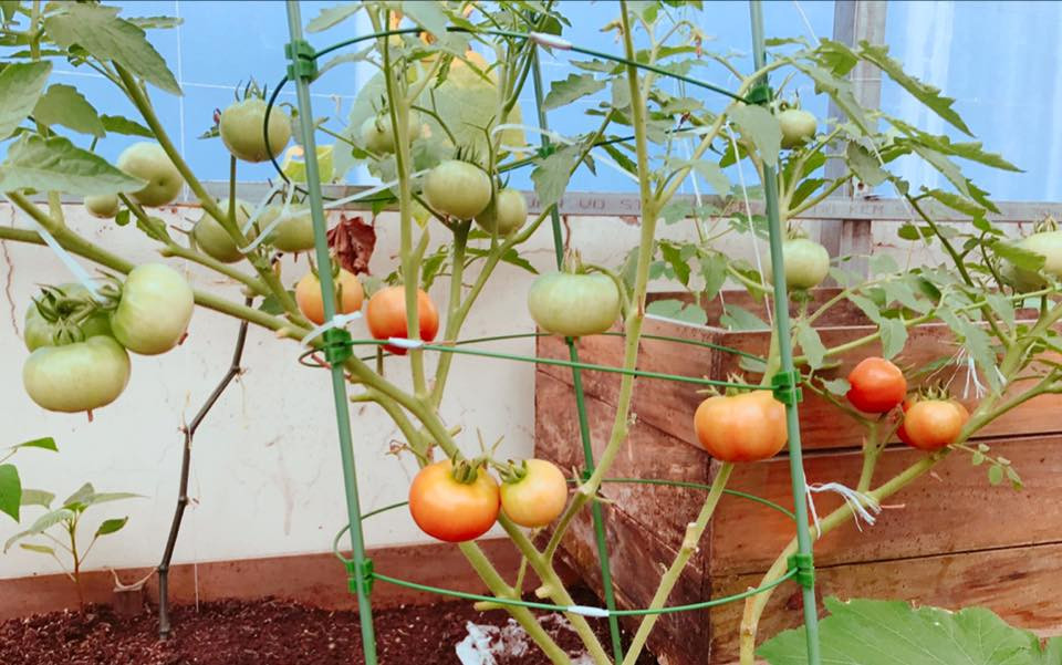 Khi trồng các loại củ, quả, chị thường bón thêm chút NPK 10-10-10 hoà với nước và tưới xa gốc ít nhất 15cm. Công đoạn này thực hiện 2 lần cách nhau 10 ngày, sau đó duy trì dùng 1 lượng phân chuồng ủ hoai vừa đủ trong suốt quá trình cây cho hoa, quả/tạo củ.