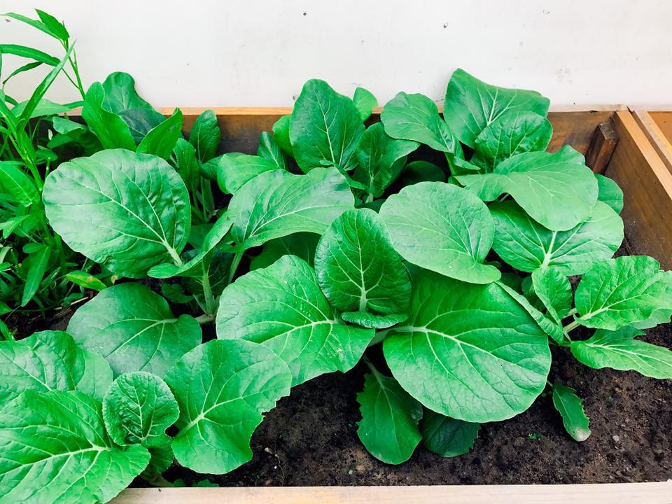 Các loại rau đều xanh tươi trên sân thượng nhờ bàn tay đảm đang, khéo léo của chị Ngọc.