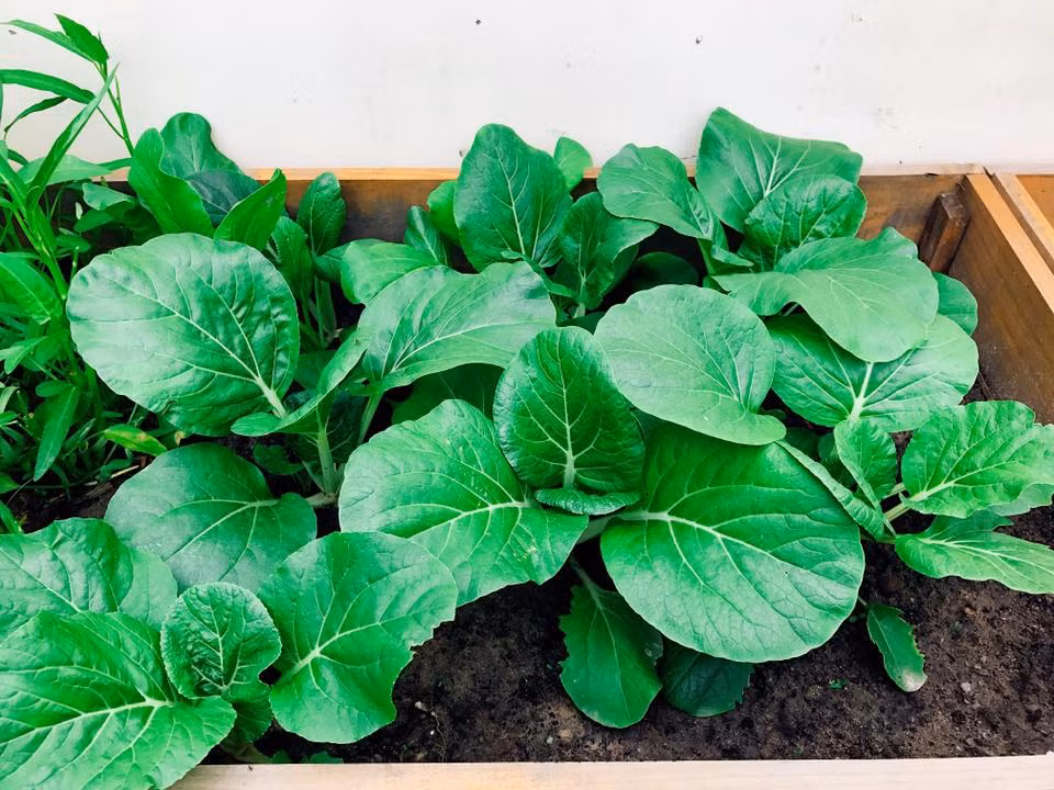 Các loại rau đều xanh tươi trên sân thượng nhờ bàn tay đảm đang, khéo léo của chị Ngọc.