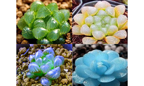 Ky thuat trong cay sen da kim cuong mang may man, hut tai loc