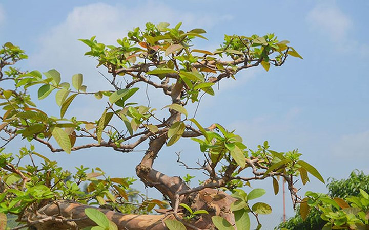 Tán phía trên của cây ổi.