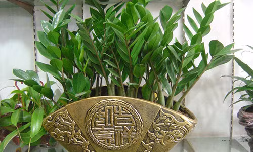 Cuoi nam cay nay dat o dau la tien chay ve do