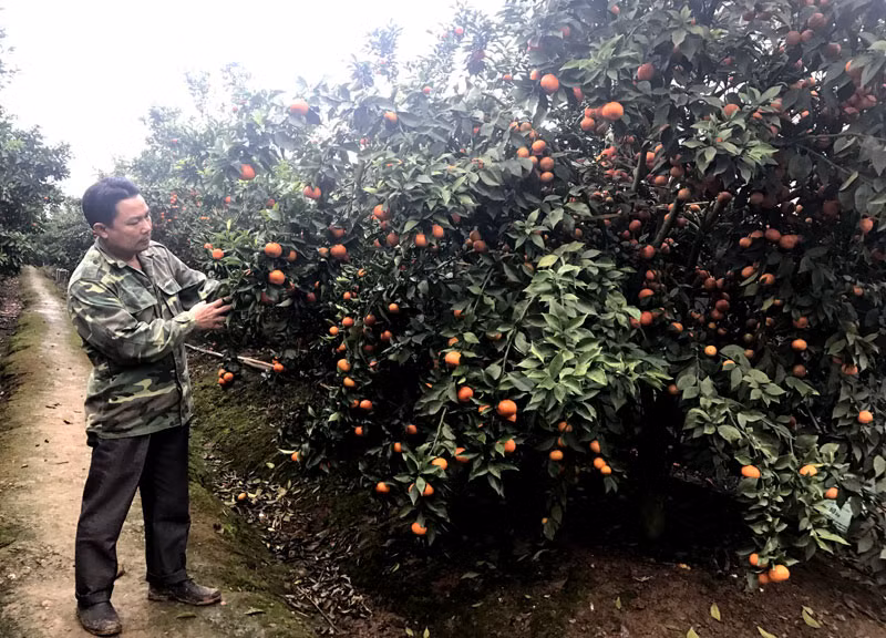 Đam mê làm vườn, anh Long quyết định chọn cây cam đường Canh bởi cây cho năng suất cao mặc dù khó trồng.