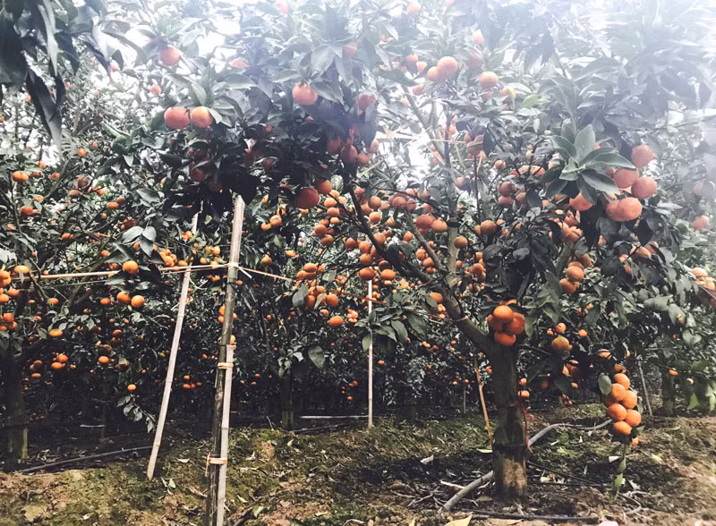 Sau 15 năm, giờ anh sở hữu 5ha trồng cam Canh và cam lòng vàng.