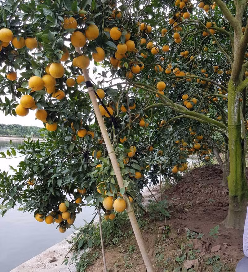 Ngoài cam đường Canh, anh Long còn có một vườn cam lòng vàng.