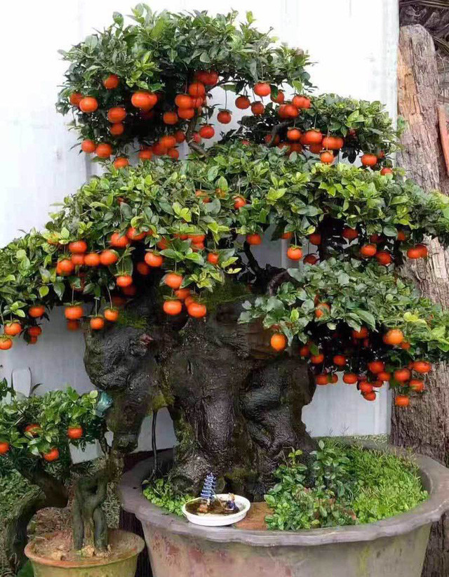 Dai gia bi an xuong tien mua hong da bonsai gia 1 ty dong choi Tet-Hinh-2