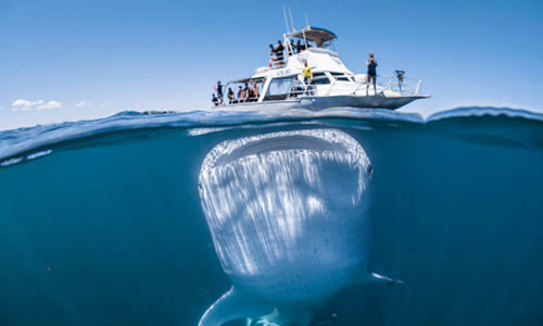 Cách phối cảnh và sắp đặt chủ thể khéo léo mang đến cho người xem một cảm giác thú vị.