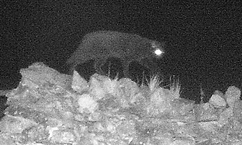 Roy Jackson tin rằng, bức ảnh hồng ngoại chụp được là về "Quái vật Cumbria". (Ảnh: Glen Minikin)