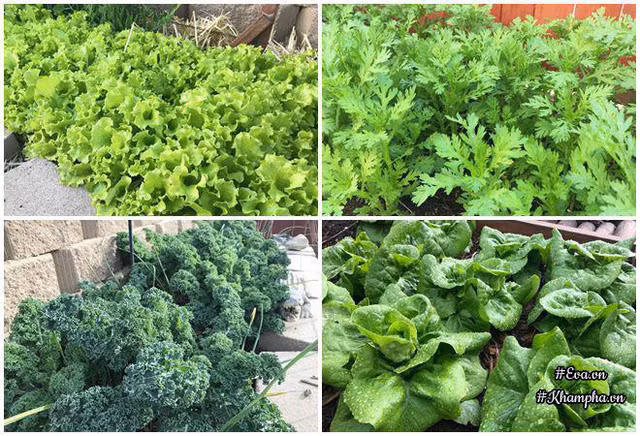 Chị ra chợ Việt Nam xin đầu đuôi cá về bón cho cây, hay tới tiệm cà phê xin bã về trộn vào đất vườn.