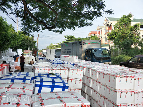 Cùng với đá cây, mặt hàng thùng xốp cũng được ưa chuộng và tiêu thụ rất mạnh tại Lục Ngạn.