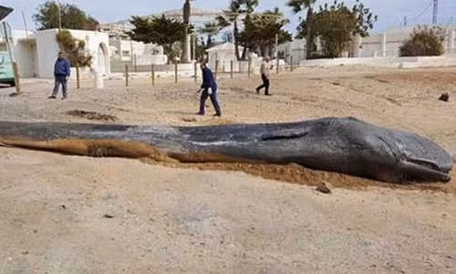 Xác con cá nhà táng được tìm thấy trên bờ biển. Ảnh: CARM