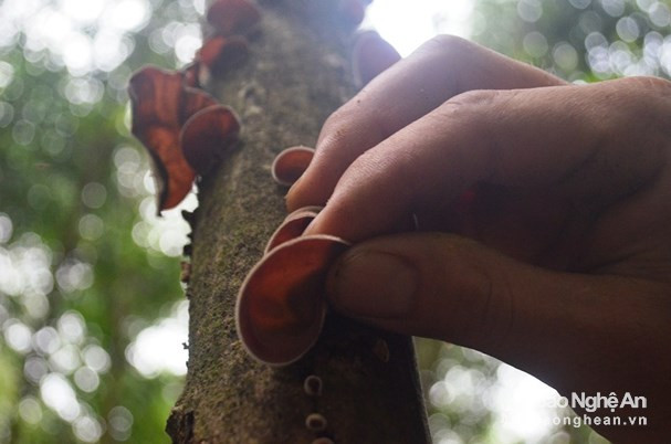 Những cây tràm gặp bão bị gãy, chết ngọn, bị khô mục và ẩm ướt là điều kiện tốt cho mộc nhĩ phát triển. Ảnh: Xuân Thủy