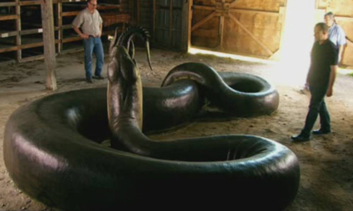Titanoboa được coi là loài rắn khổng lồ có kích thước và trọng lượng lớn nhất từng tồn tại trên Trái đất.