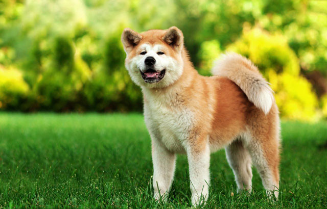 6. Chó Akita. Giá trung bình: 4.500 USD/con.