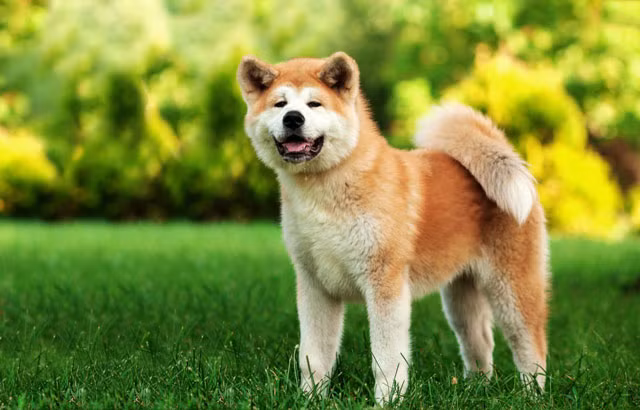 6. Chó Akita. Giá trung bình: 4.500 USD/con.