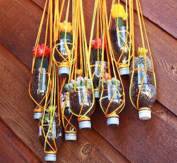 Các loại cây mọng nước, cây không cần nhiều đất trồng như xương rồng, sen đá... cũng có thể được trồng trong chai nhựa. Hãy tạo giá đỡ cho chai, cắt chai làm đôi, giữ lại phần nửa có nắp để tiện lợi hơn cho việc thay đất và thoát nước cho cây.