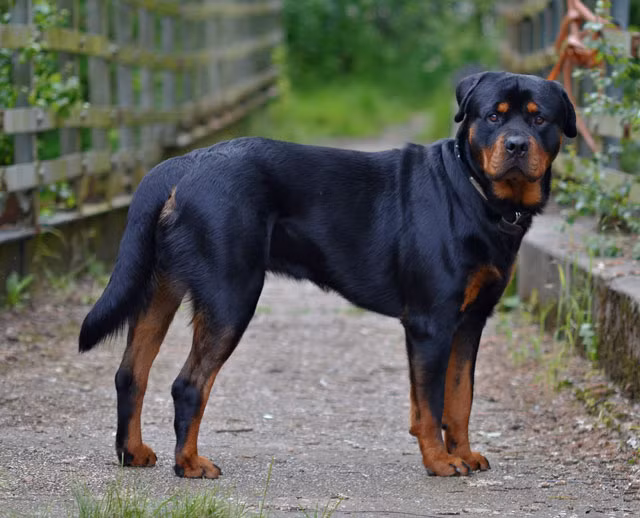 5. Chó Rottweiler. Giá trung bình: 6.000 USD/con.