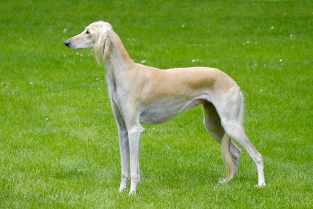 9. Chó Saluki. Giá trung bình: 2.500 USD/con.