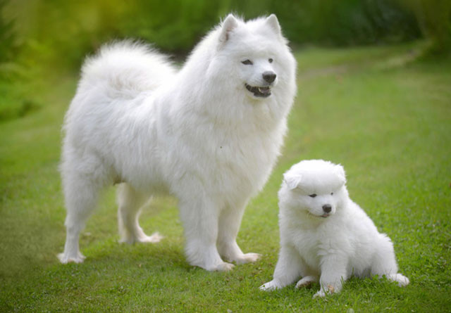 2. Chó Samoyed. Giá trung bình: 8.000 USD/con.