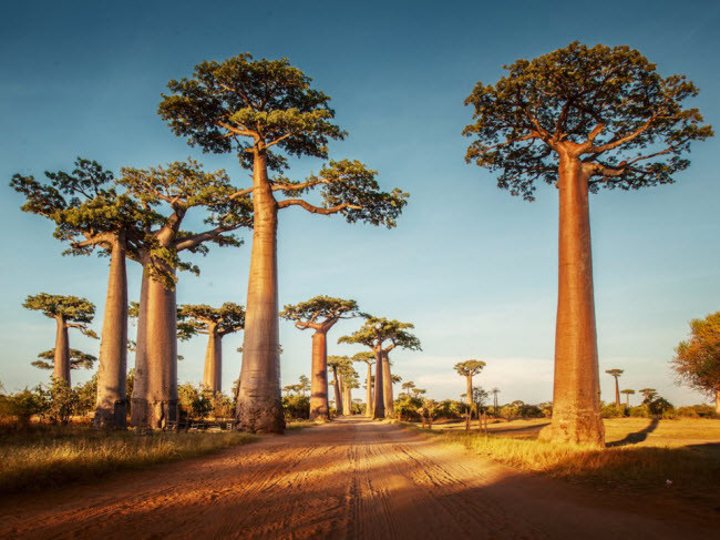 Đại lộ Baobabs, Madagascar: Những cây Baobab trông như đến từ hành tinh khác. Hãy khám phá kiệt tác của thiên nhiên này dọc tuyến đường Baobab dài 16 km ở Madagascar.