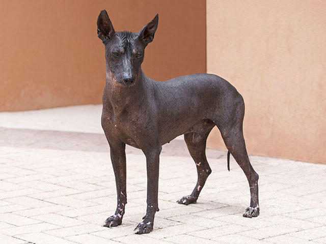 8. Chó Orchid Inca ở Peru. Giá trung bình: 3.000 USD/con.