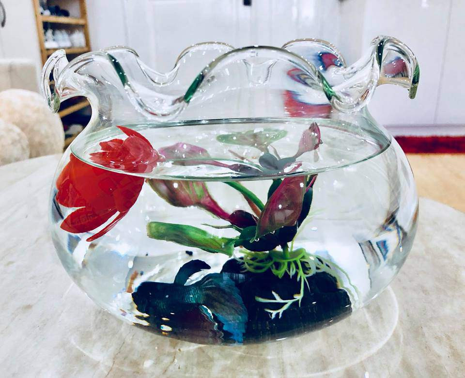 Được biết, một số không gian trong nhà đều do Á hậu 3 của Miss Eco International 2017 tự lên ý tưởng thiết kế, bài trí, trong đó có phòng khách. Nguyễn Thị Thành rất tự hào và thích thú với không gian này và còn hài hước muốn "nhận thiết kế nội thất".