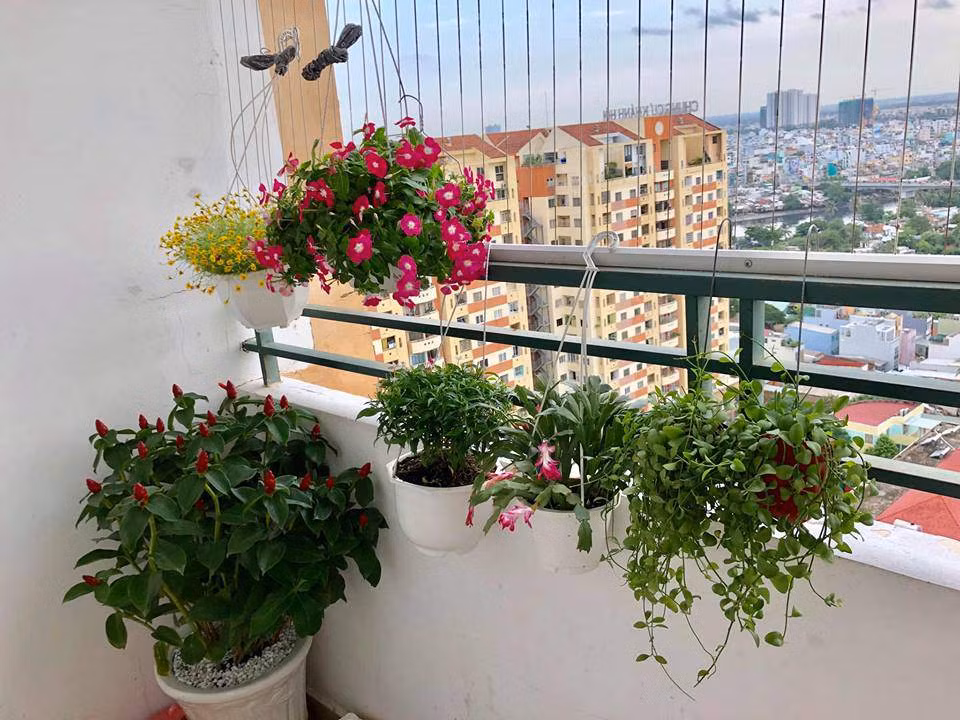 Góc ban công nhỏ được người đẹp gốc Bắc Ninh trồng thêm hoa và cây cảnh, chuẩn bị cả thùng xốp để trồng dâu tây. Cô chưa có ý định trồng thêm rau xanh vì ban công còn để phơi đồ, "nhỏ xíu" nên trồng thêm là chật.