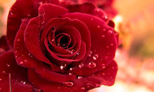 Một bông hồng nhung đỏ thắm là món quà ý nghĩa ngày 8/3.