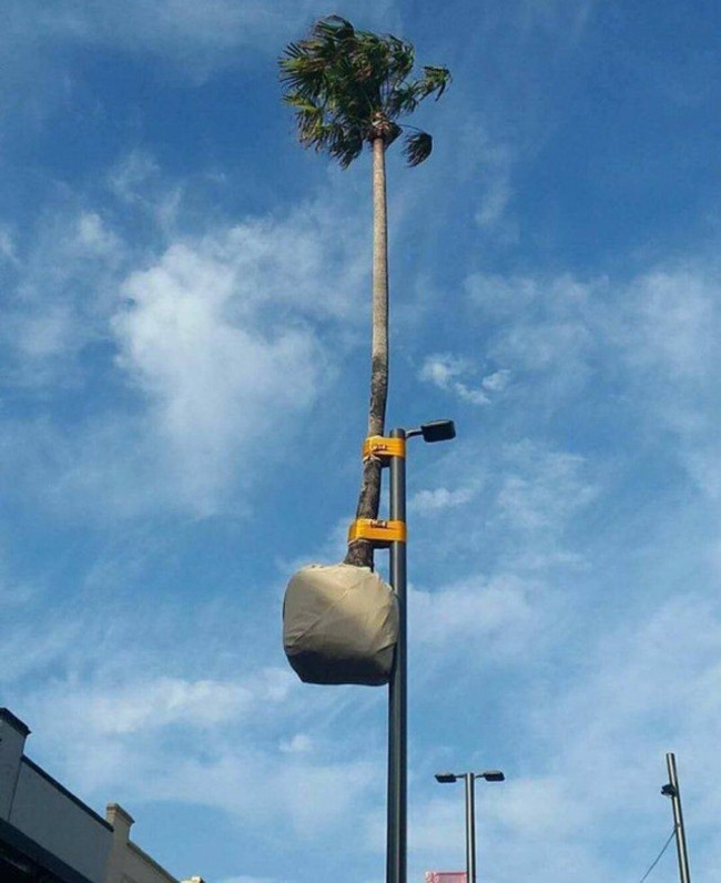 Giúp cho cây "vươn cao" đón ánh nắng.