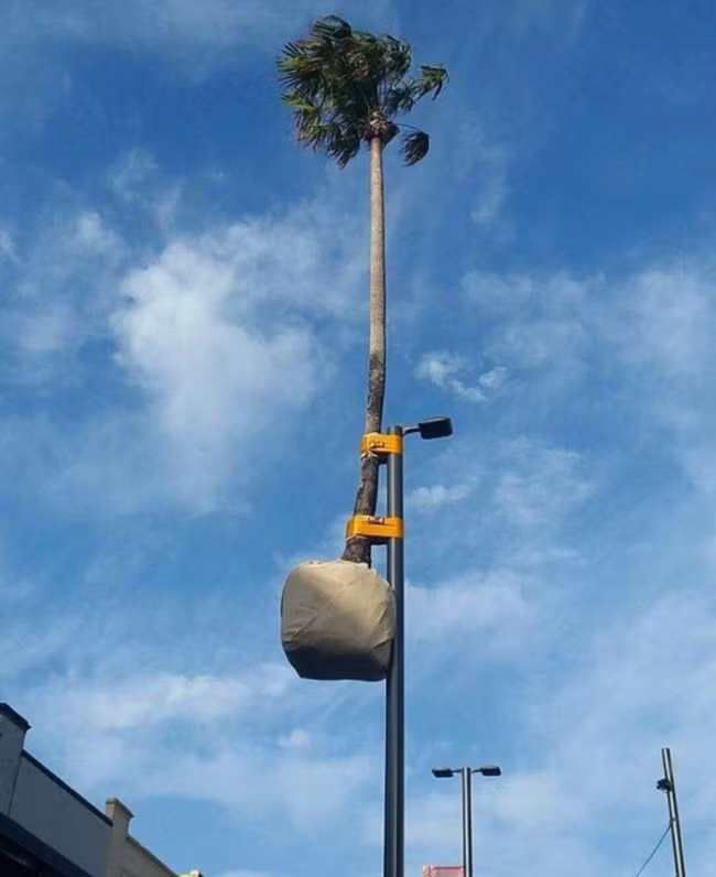 Giúp cho cây "vươn cao" đón ánh nắng.